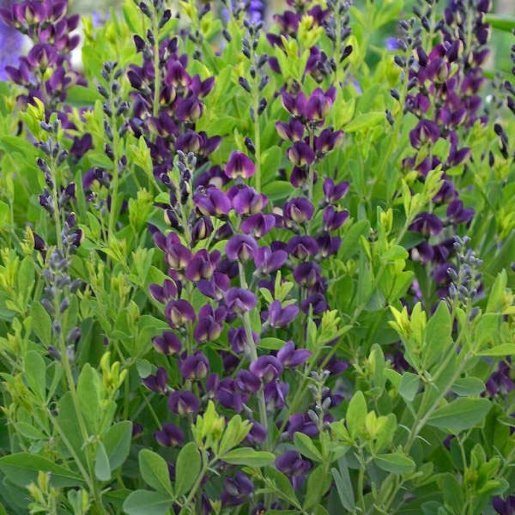 Baptisia Grape Taffy - False Indigo