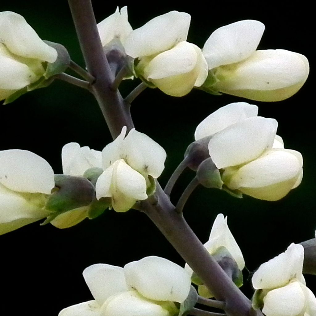 Baptisia alba var. macrophylla - White False Indigo