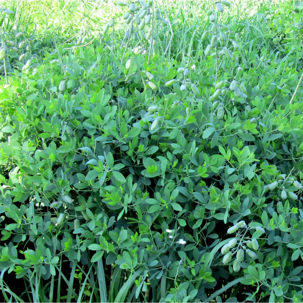 Baptisia alba var. macrophylla - White False Indigo