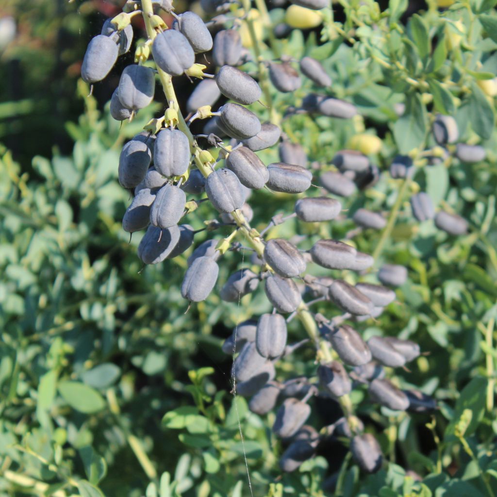 Baptisia alba var macrophylla, Faux Lupin