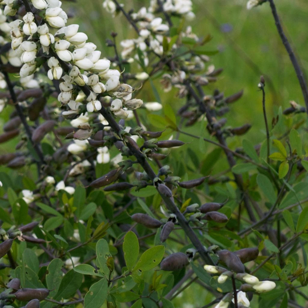 Baptisia alba var. macrophylla - White False Indigo