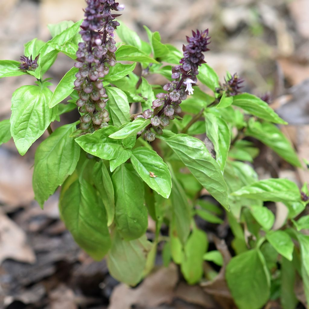 Cinnamon Basil Cinamonette - Ocimum basilicum