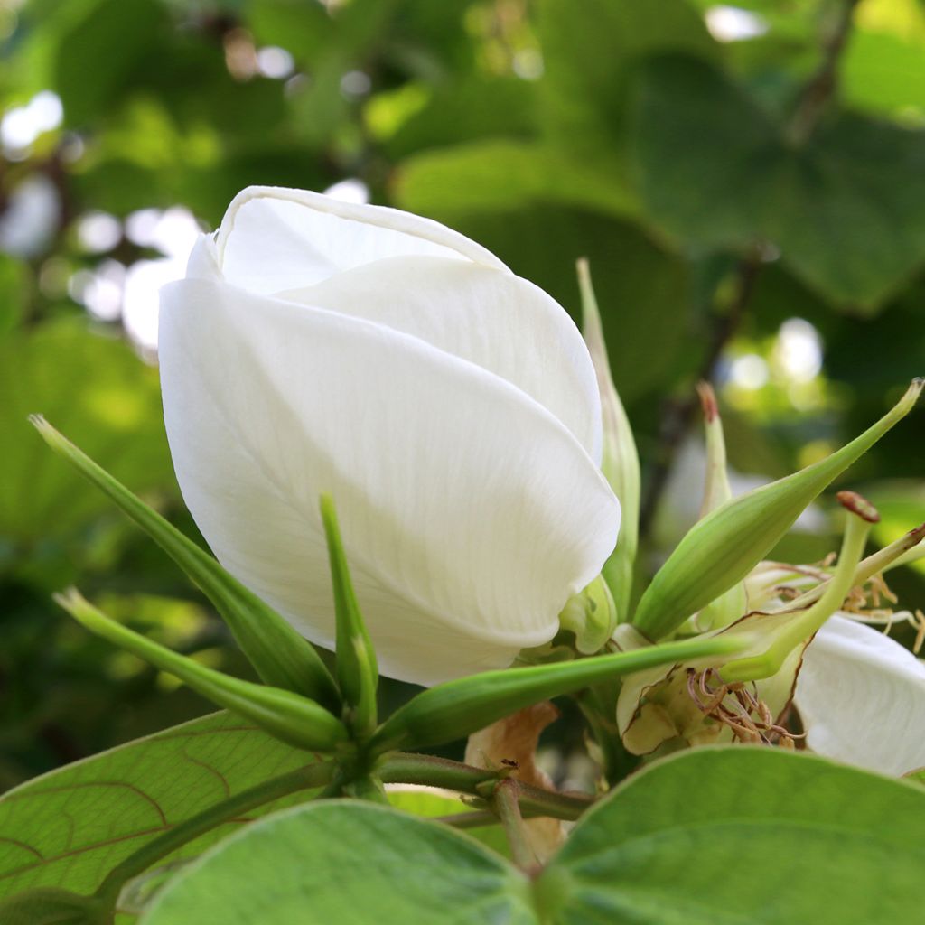 Bauhinia acuminata - Arbre à orchidées blanches