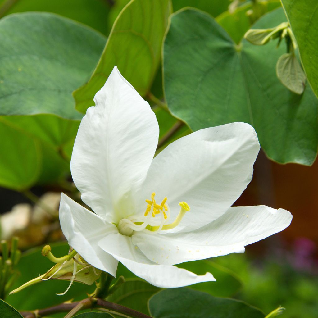 Bauhinia acuminata - Arbre à orchidées blanches