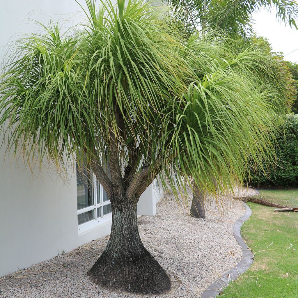 Beaucarnea recurvata - Arbre bouteille ou Pied d'éléphant 