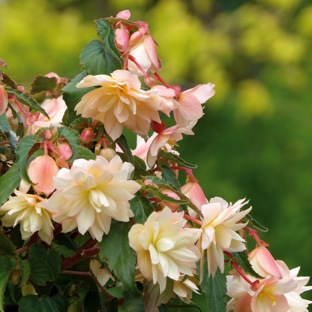Trailing Begonia Belleconia Cream