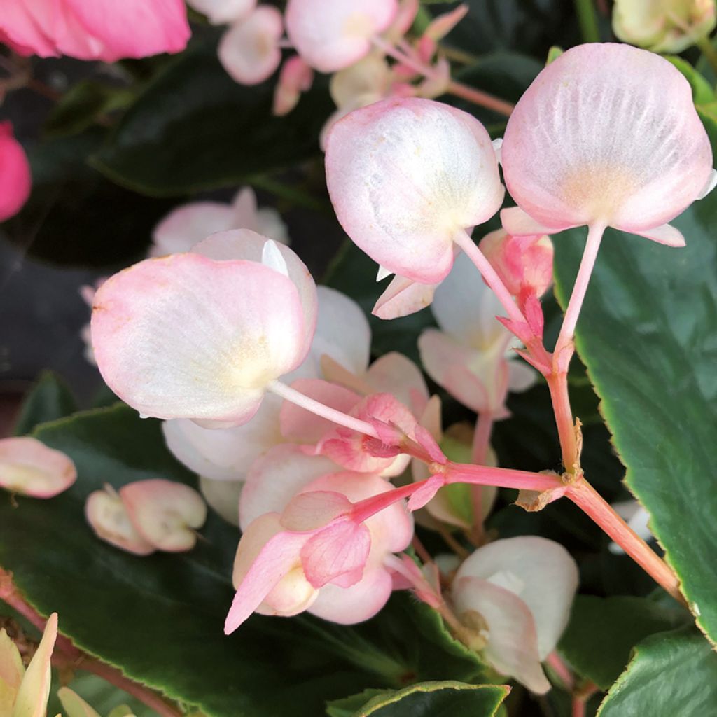 Trailing Begonia Dragon Wing White