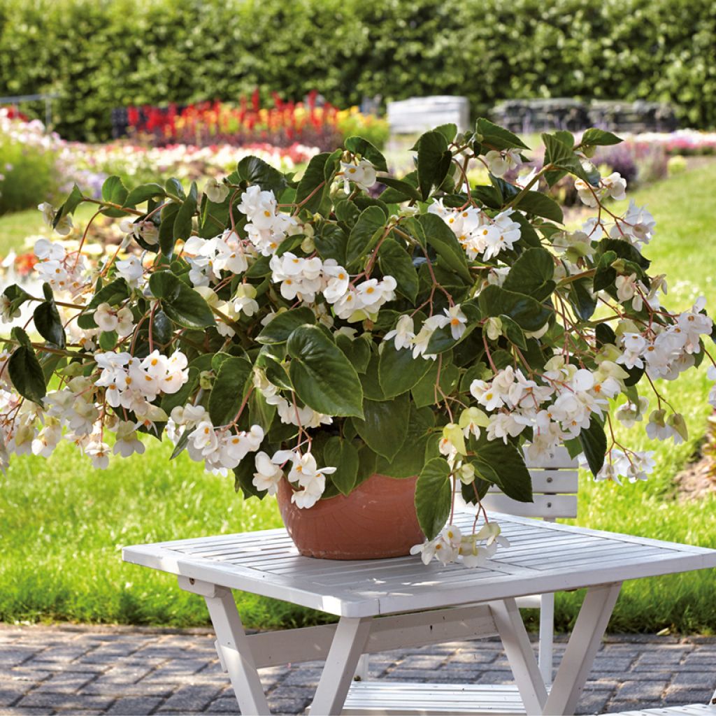 Trailing Begonia Dragon Wing White