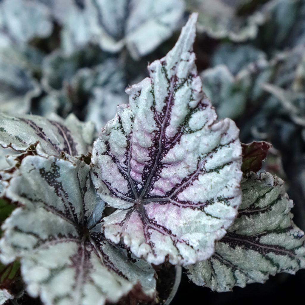 Begonia Dew Drop - Bégonia rex cultivé, Bégonia royal