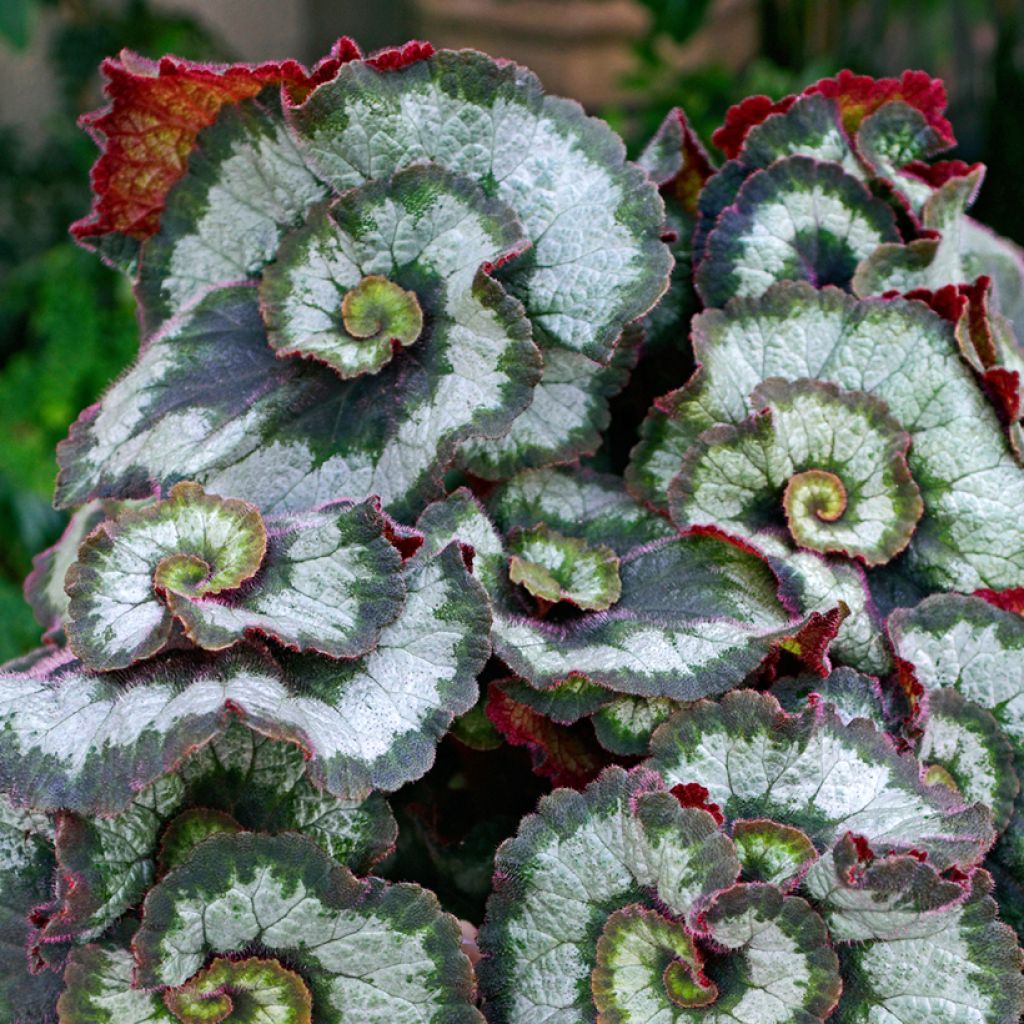 Begonia Escargot - Bégonias rex cultivés, Bégonias royaux
