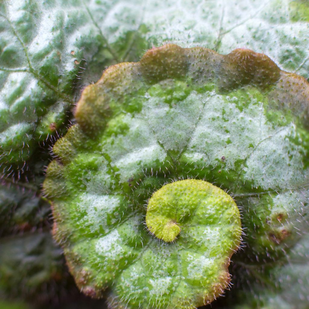 Begonia Escargot - Bégonias rex cultivés, Bégonias royaux