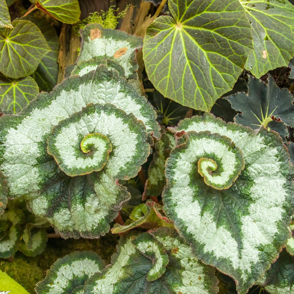 Begonia Escargot - Bégonias rex cultivés, Bégonias royaux