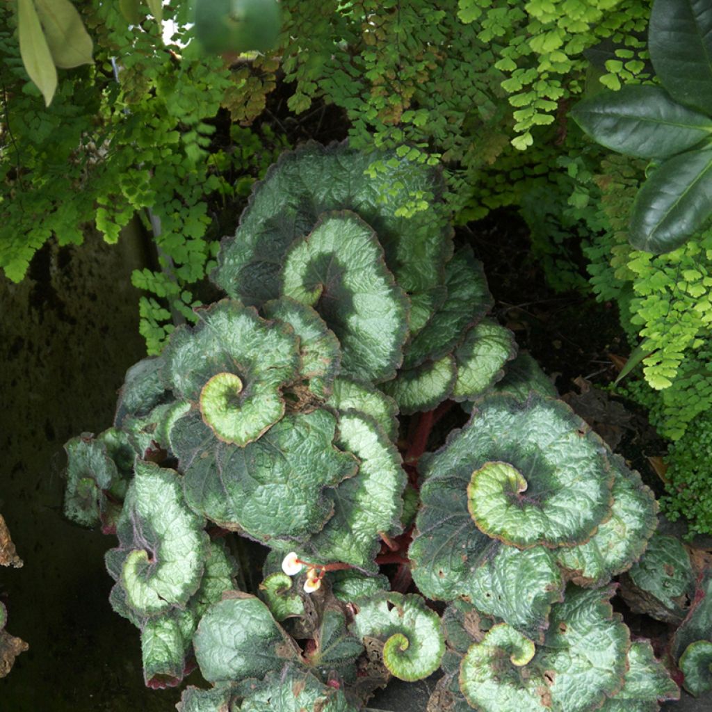 Begonia Escargot - Bégonias rex cultivés, Bégonias royaux
