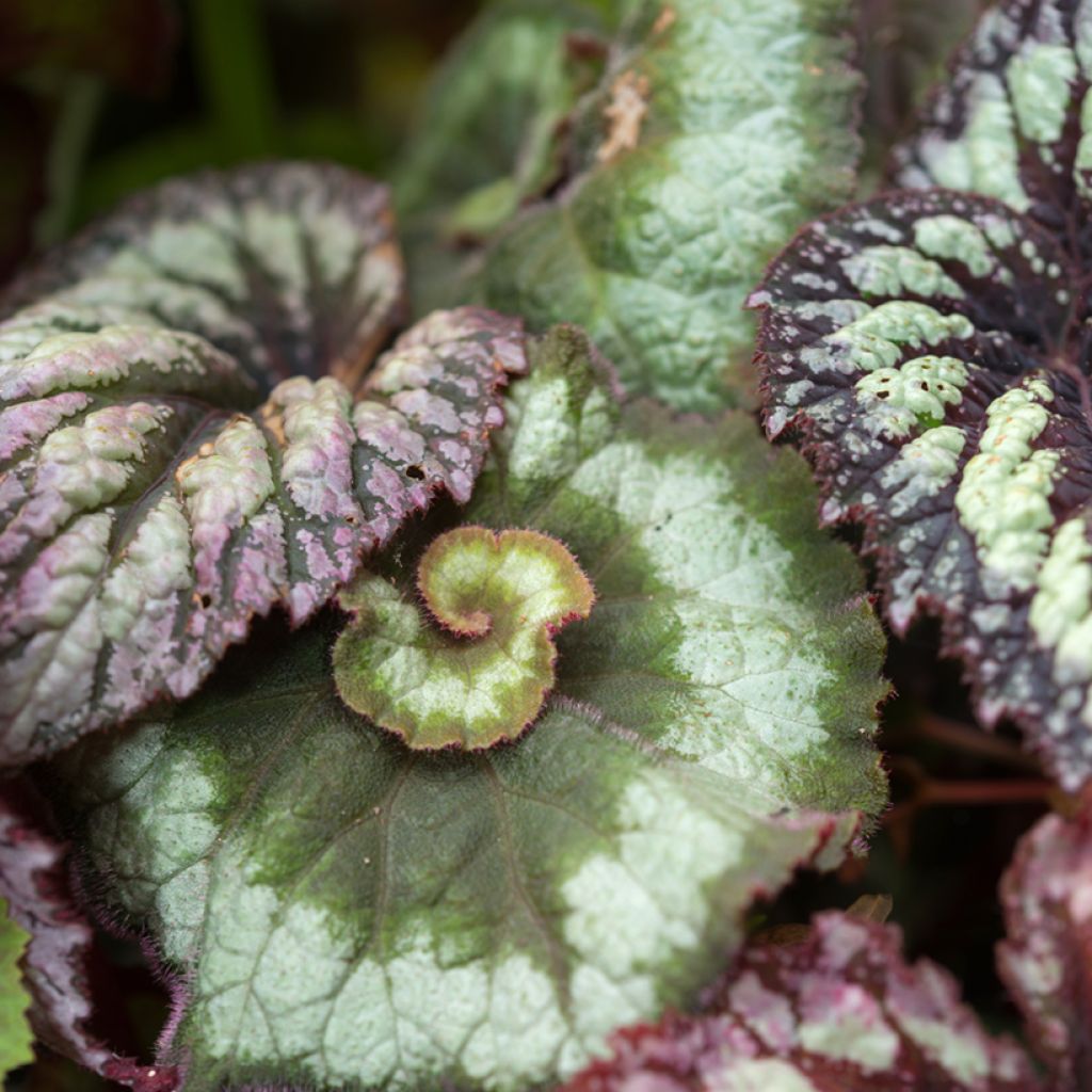 Begonia Escargot - Bégonias rex cultivés, Bégonias royaux