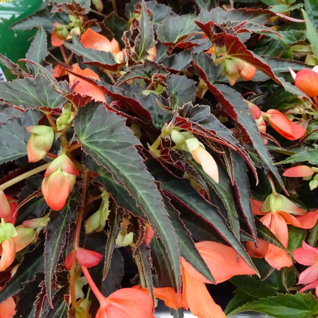 Begonia boliviensis Summerwings Orange Innbolora