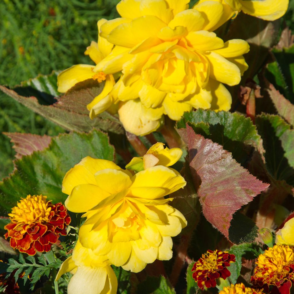 Yellow Begonia pendula Tuberhybrida