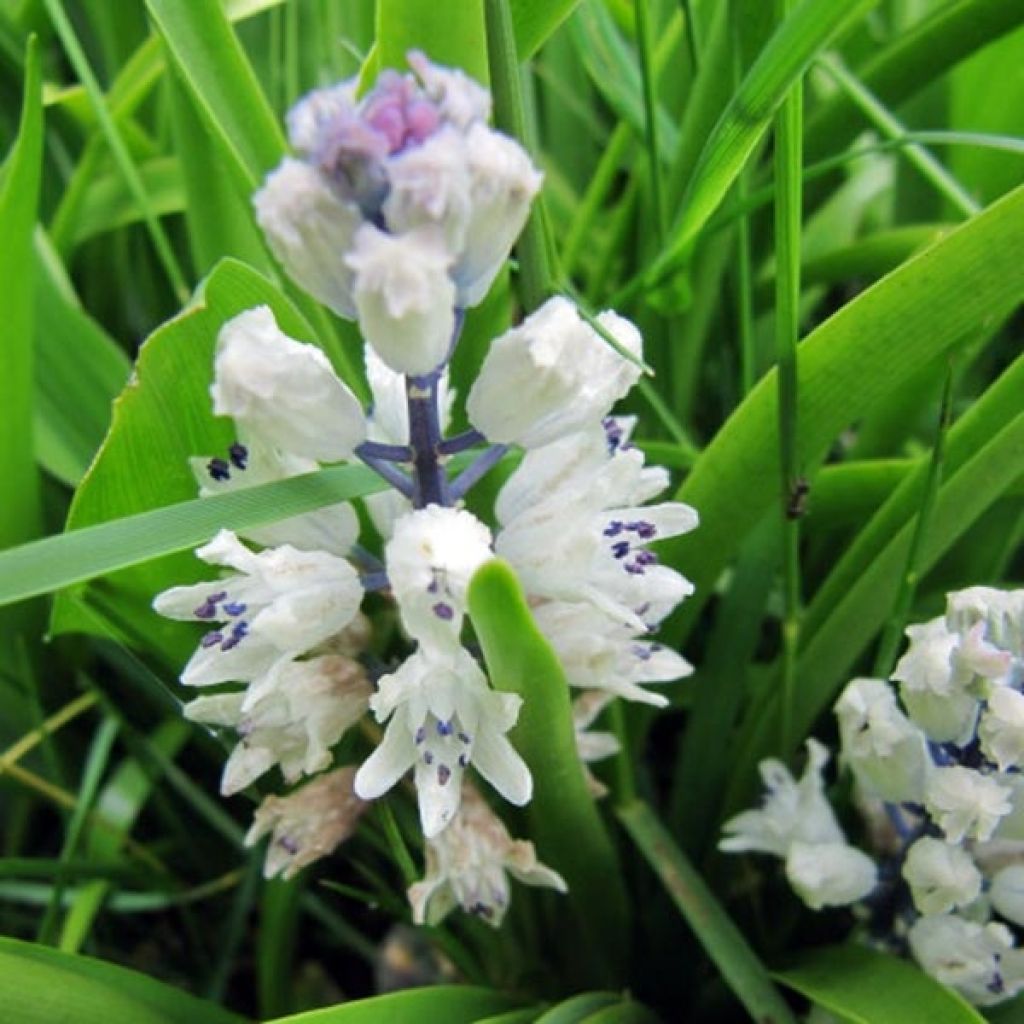 Bellevalia romana - Jacinthe romaine