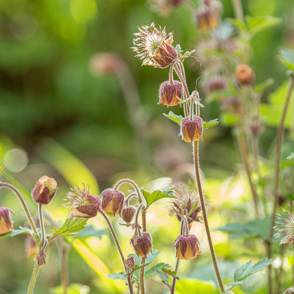 Geum rivale - Water Avens