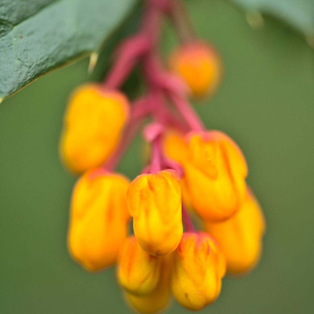 Berberis darwinii Compacta - Barberry