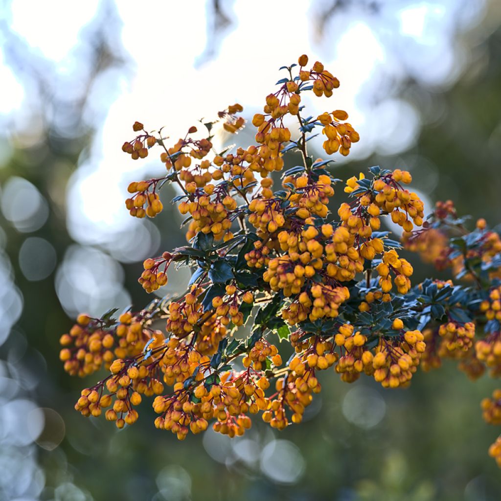 Berberis darwinii Compacta - Barberry