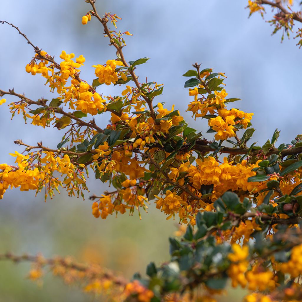 Berberis darwinii - Darwins barberry