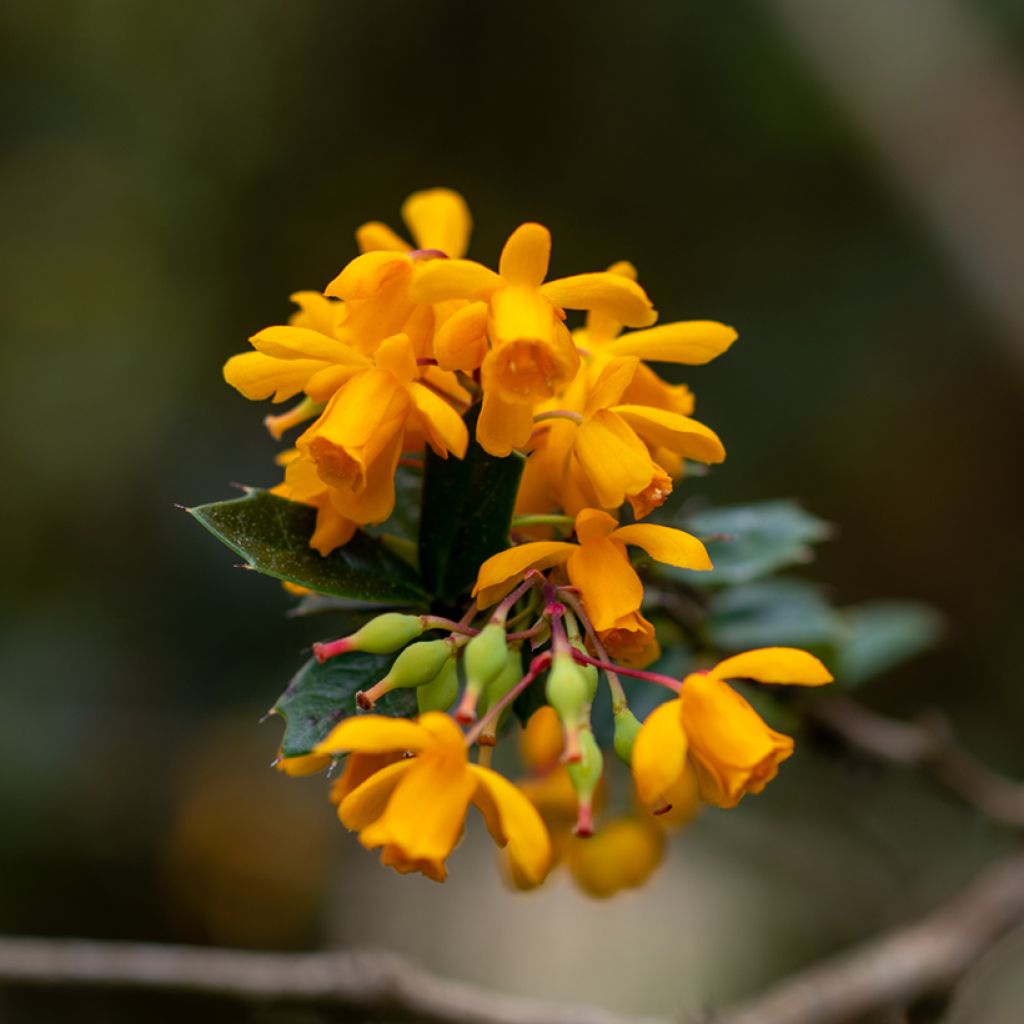 Berberis darwinii - Darwins barberry