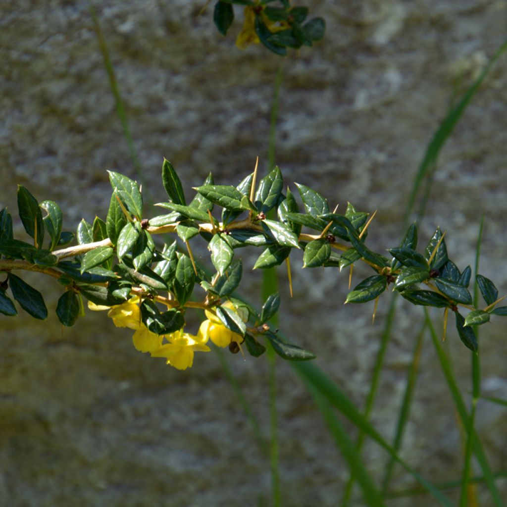 Berberis x frikartii Amstelveen - Barberry