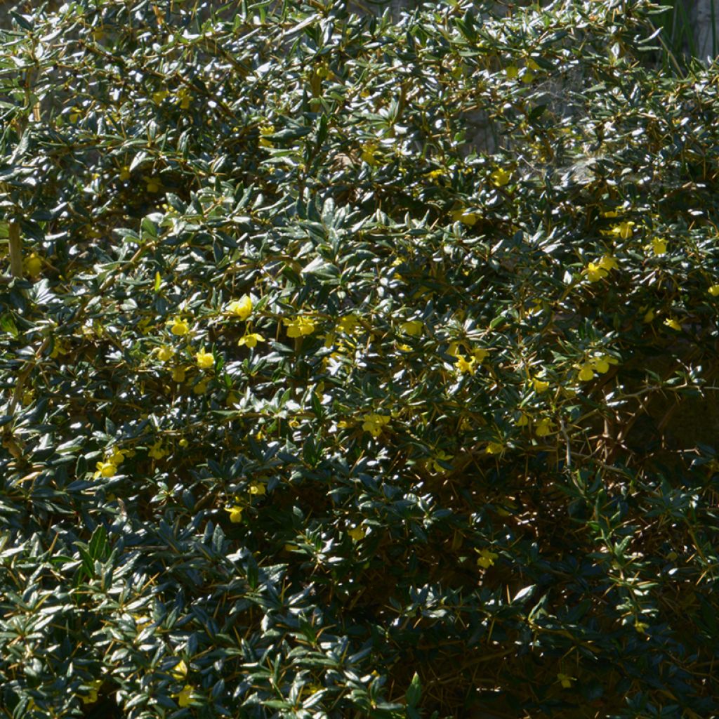 Berberis x frikartii Amstelveen - Barberry