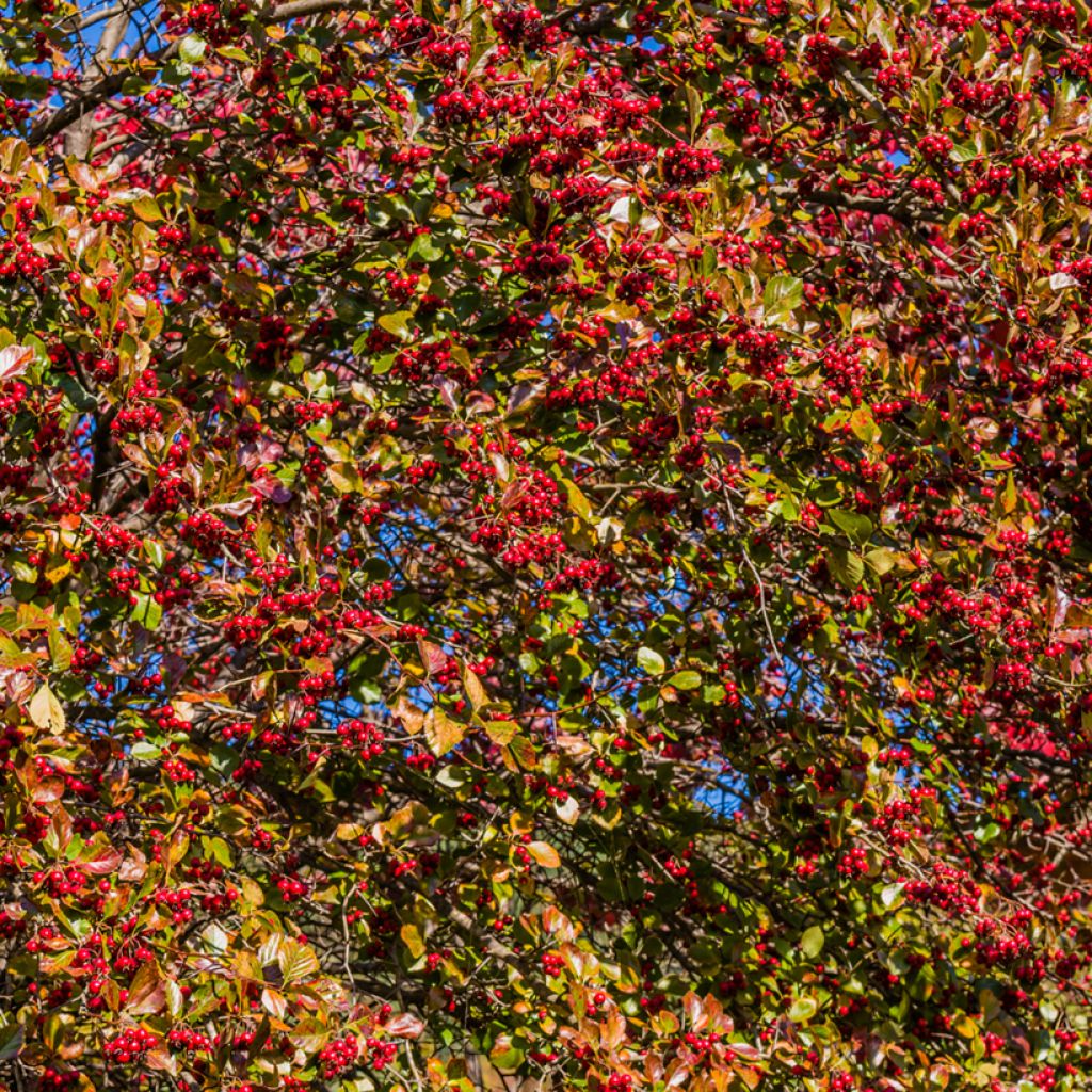 Berberis koreana - Korean barberry