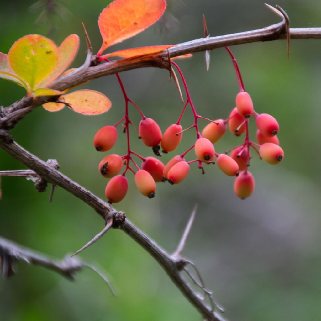 Berberis koreana - Korean barberry