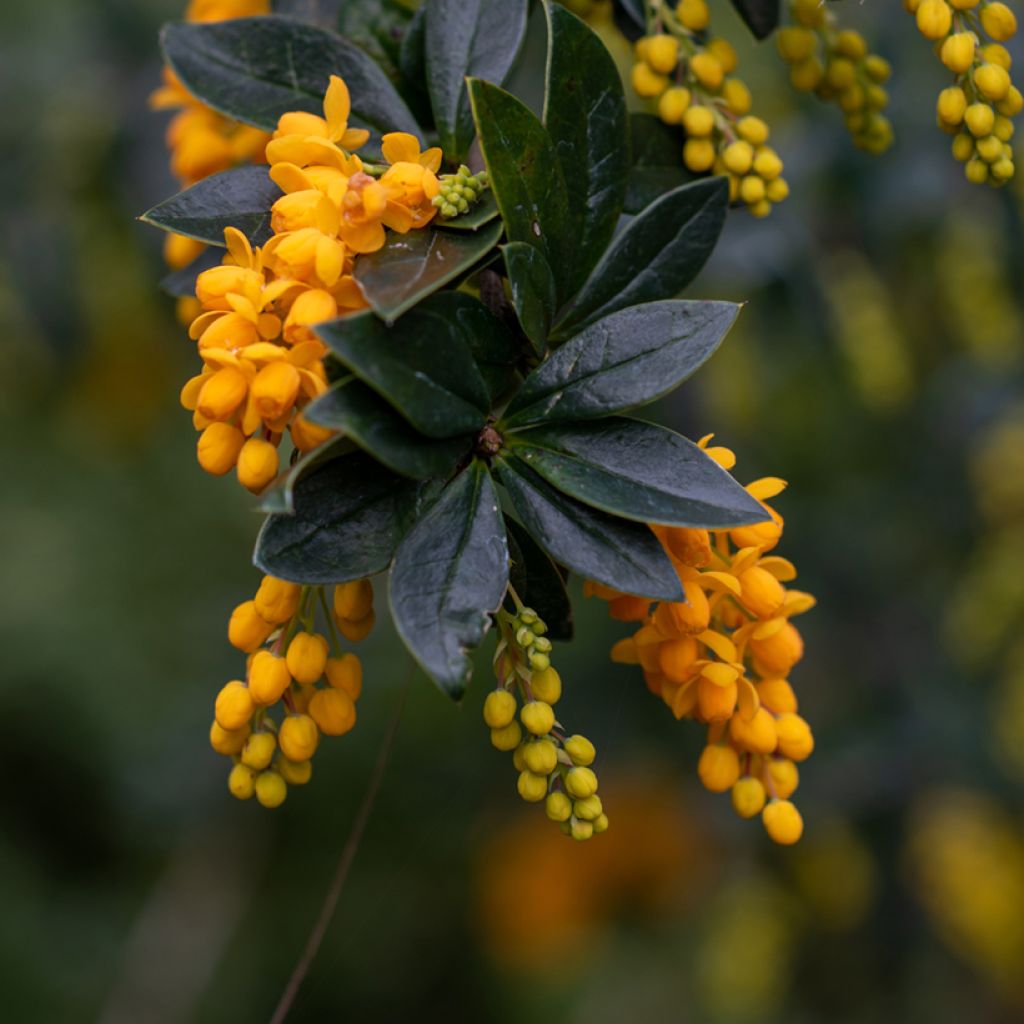 Berberis linearifolia Orange King - Barberry