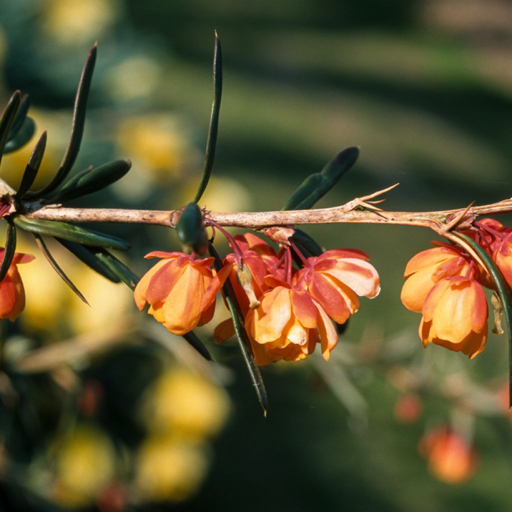 Berberis linearifolia Orange King - Barberry