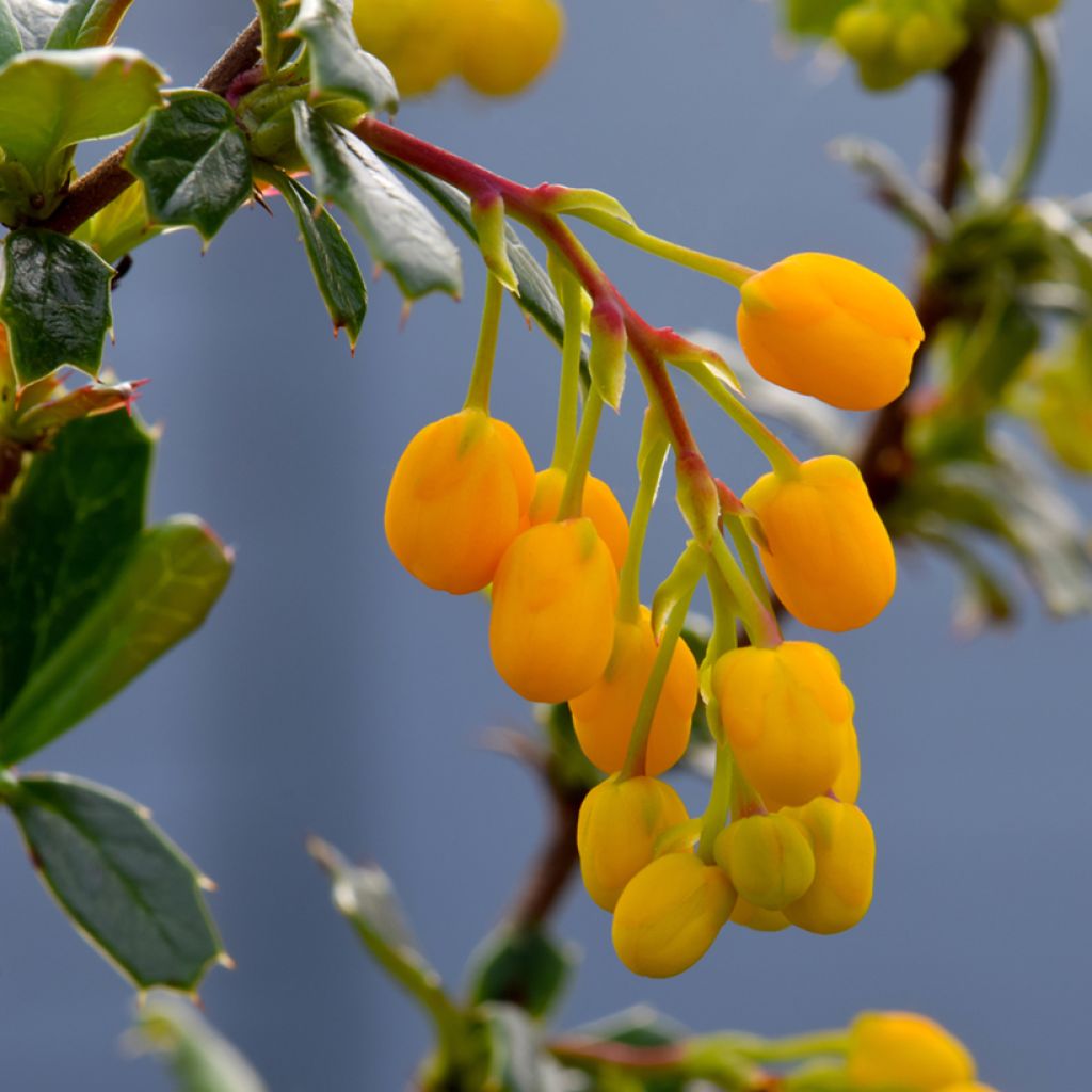 Berberis lologensis Apricot Queen - Barberry