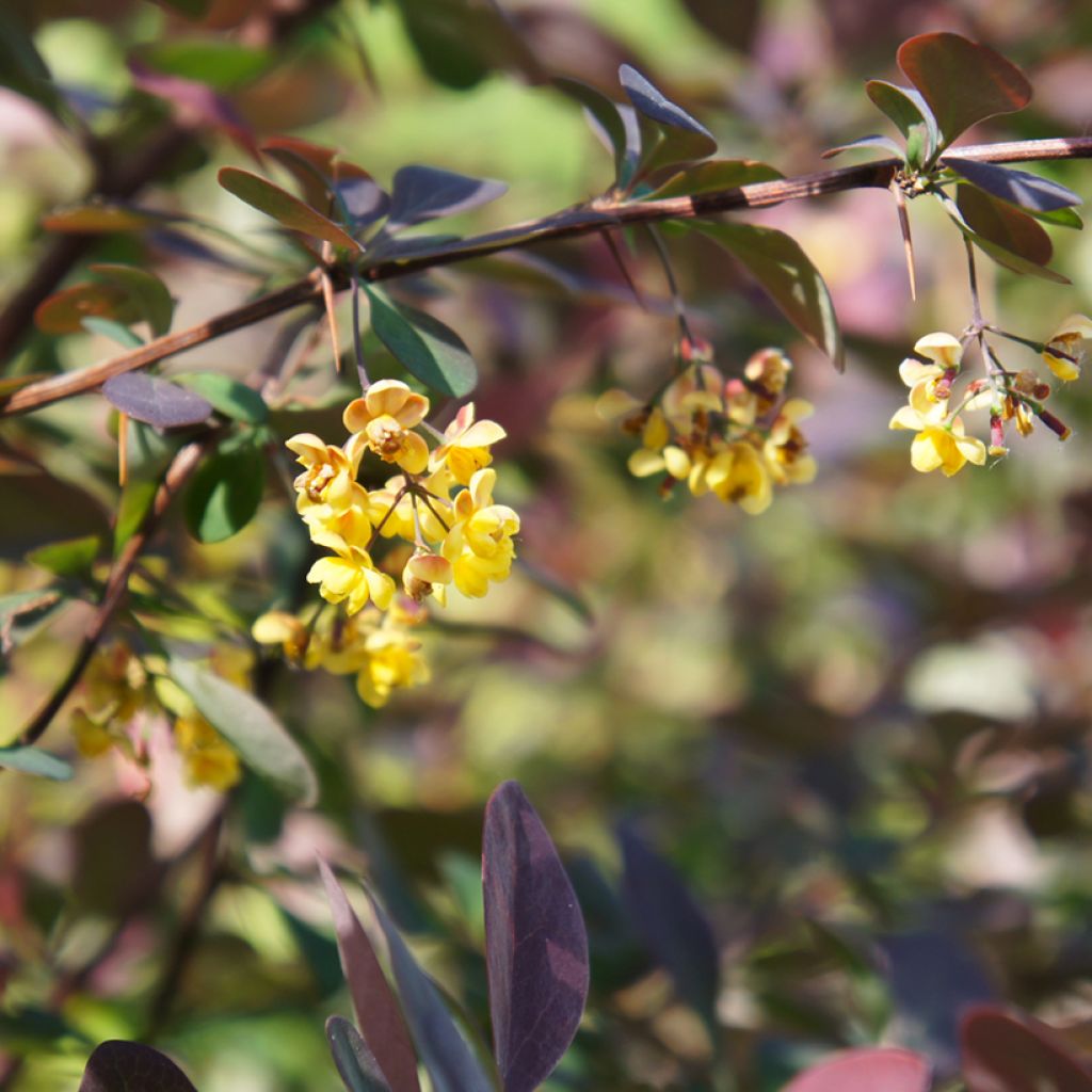 Berberis ottawensis Auricoma - Barberry