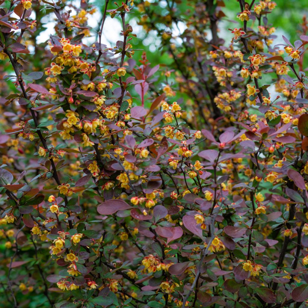 Berberis ottawensis Auricoma - Barberry