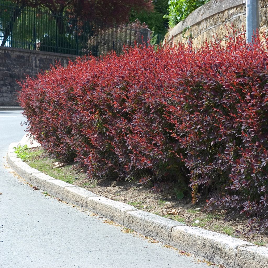 Berberis ottawensis Auricoma - Barberry