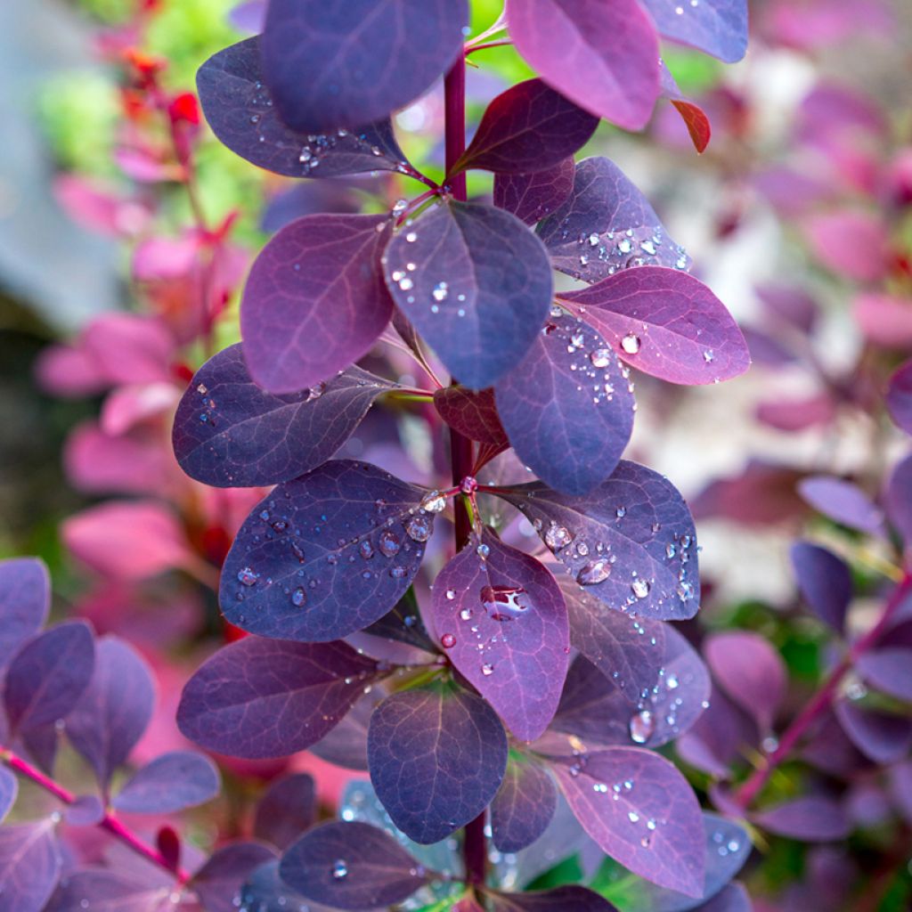 Berberis ottawensis Superba - Barberry