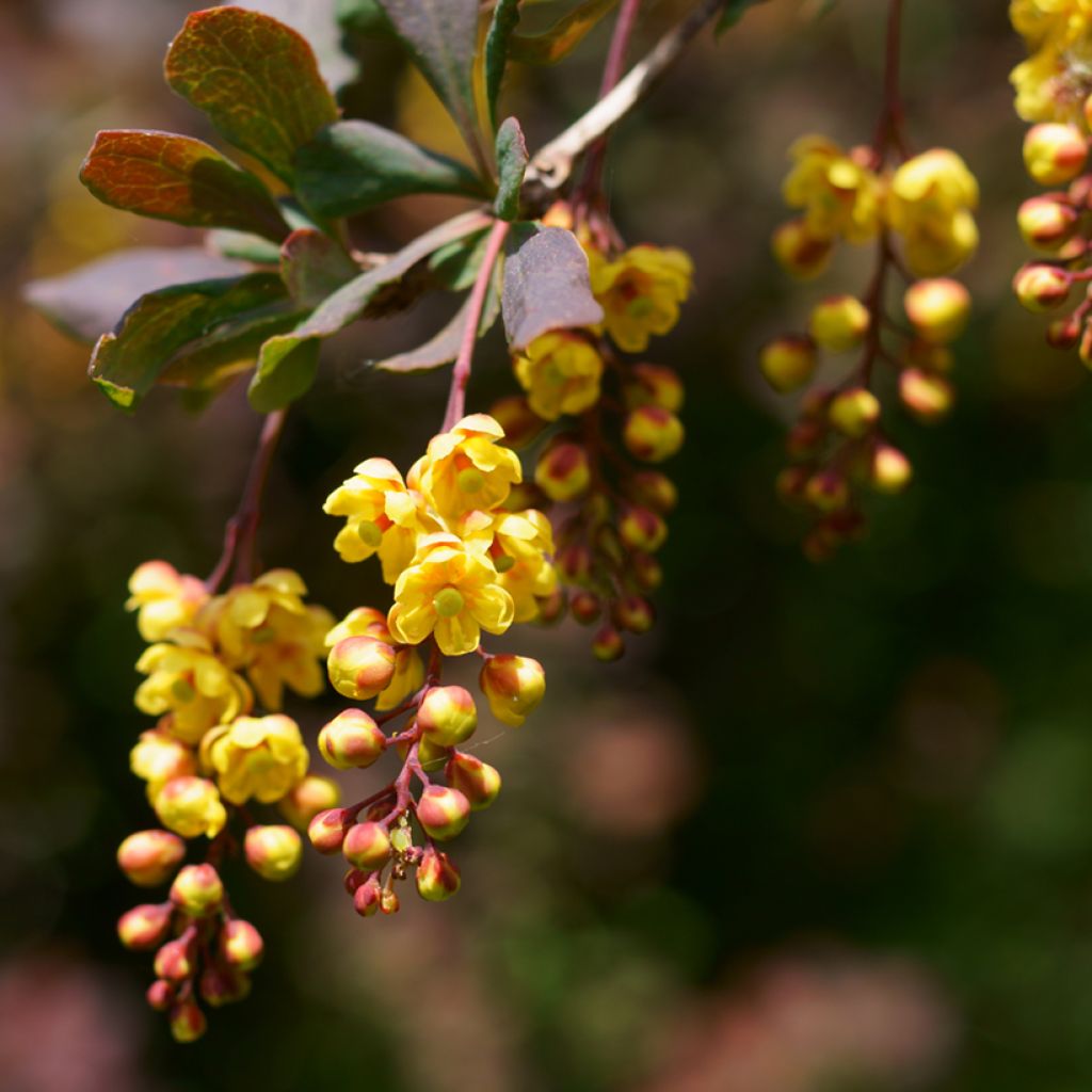 Berberis ottawensis Superba - Barberry