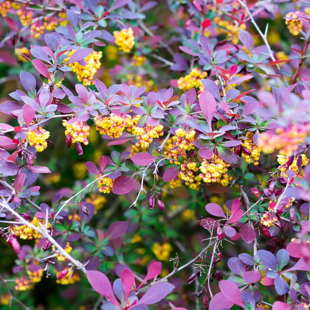 Berberis ottawensis Superba - Barberry