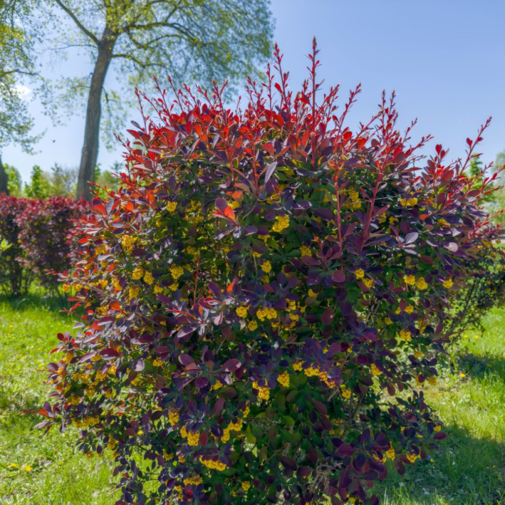 Berberis ottawensis Superba - Barberry