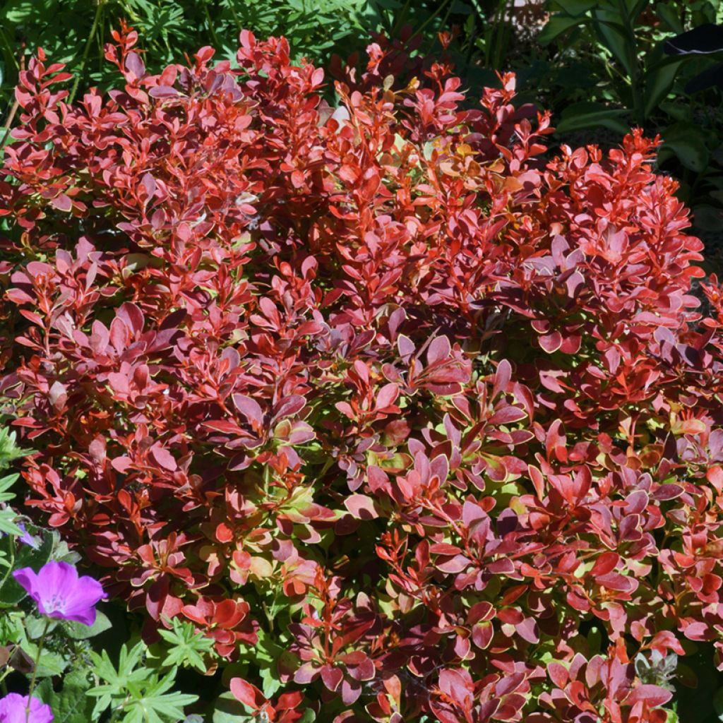 Berberis thunbergii Admiration - Barberry