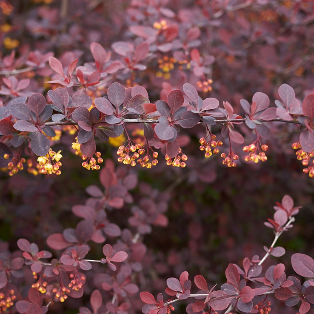 Berberis thunbergii Atropurpurea - Barberry