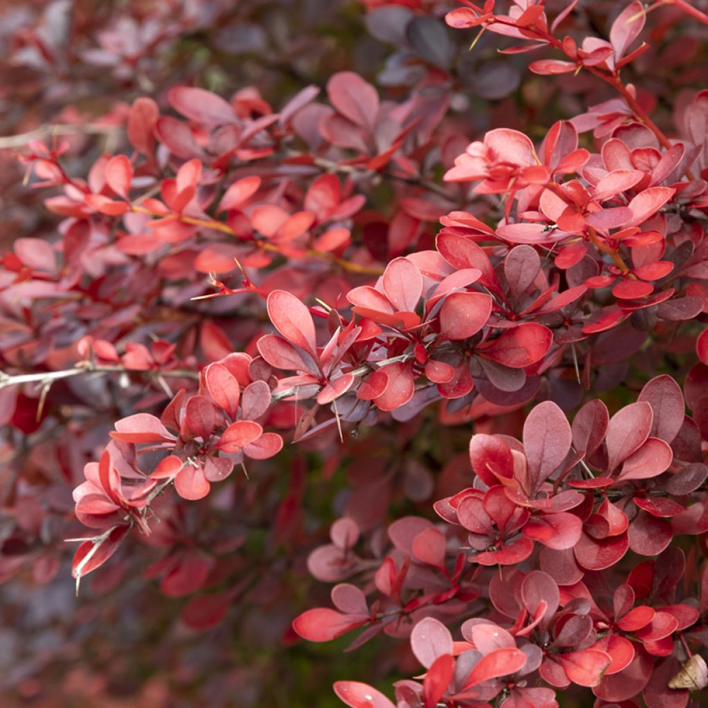 Berberis thunbergii Atropurpurea - Barberry