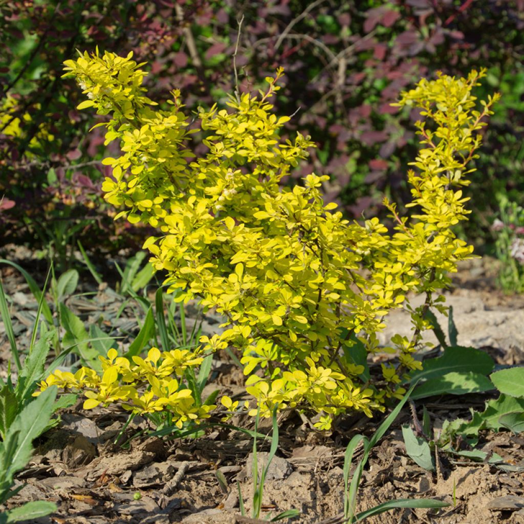 Berberis thunbergii Aurea - Japanese Barberry