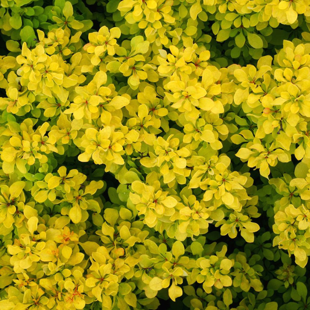 Berberis thunbergii Bonanza Gold - Barberry