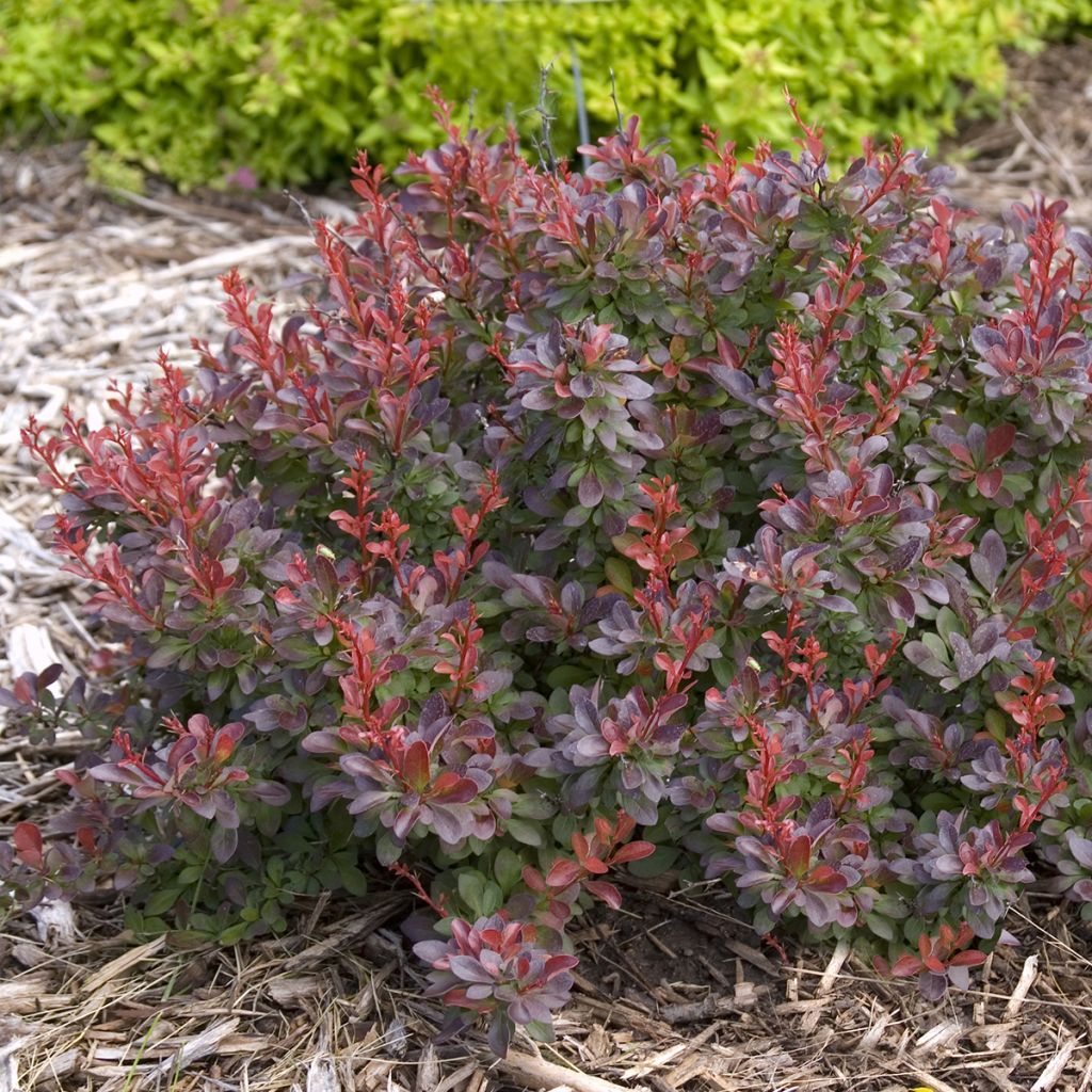 Berberis thunbergii Cabernet - Japanese Barberry