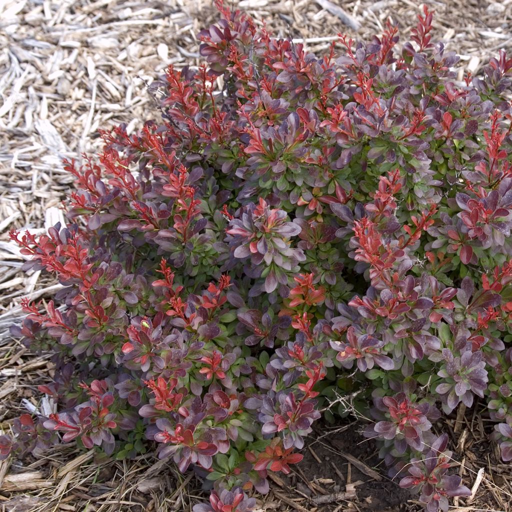 Berberis thunbergii Cabernet - Japanese Barberry