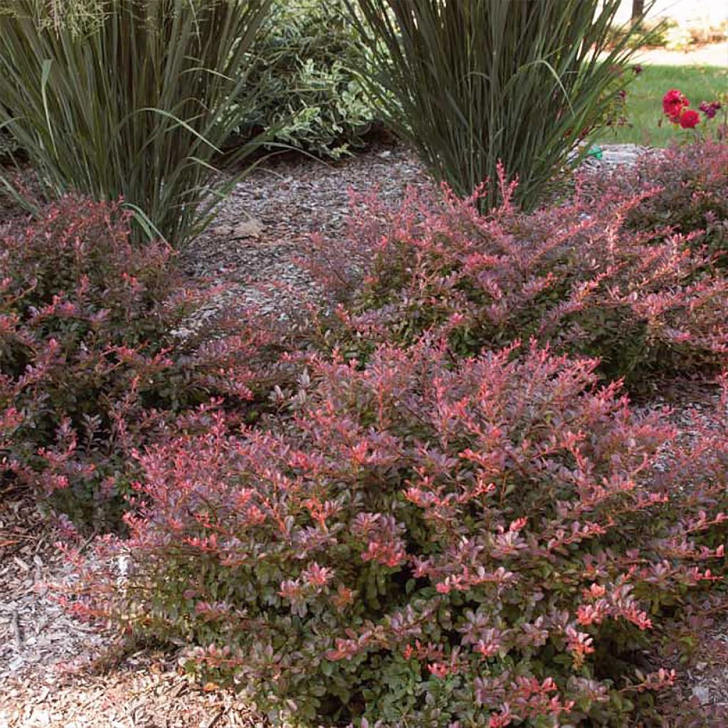 Berberis thunbergii Cabernet - Japanese Barberry