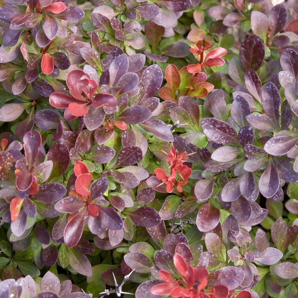 Berberis thunbergii Cabernet - Japanese Barberry