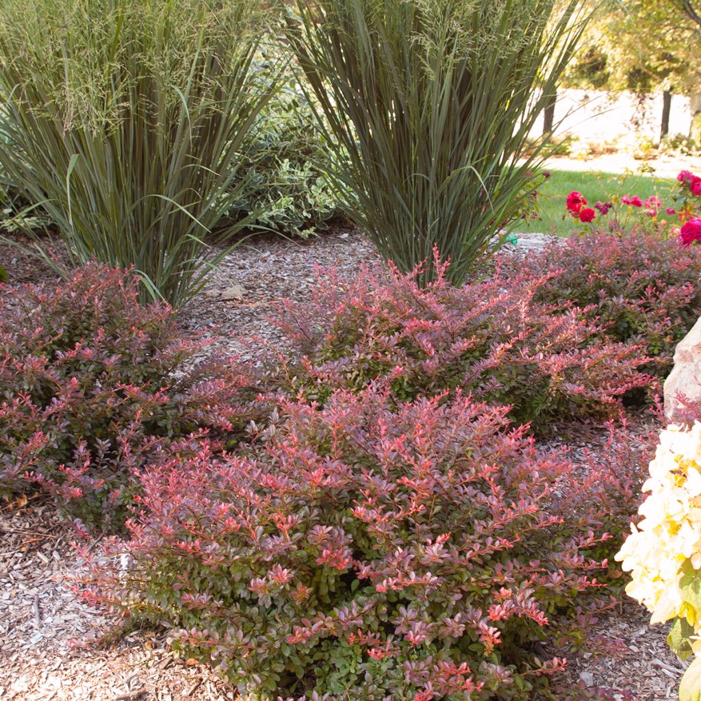 Berberis thunbergii Cabernet - Japanese Barberry